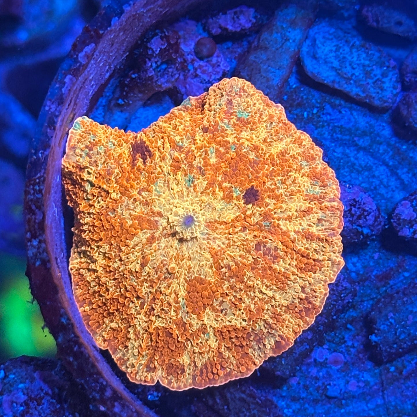Purple Monster Mushroom