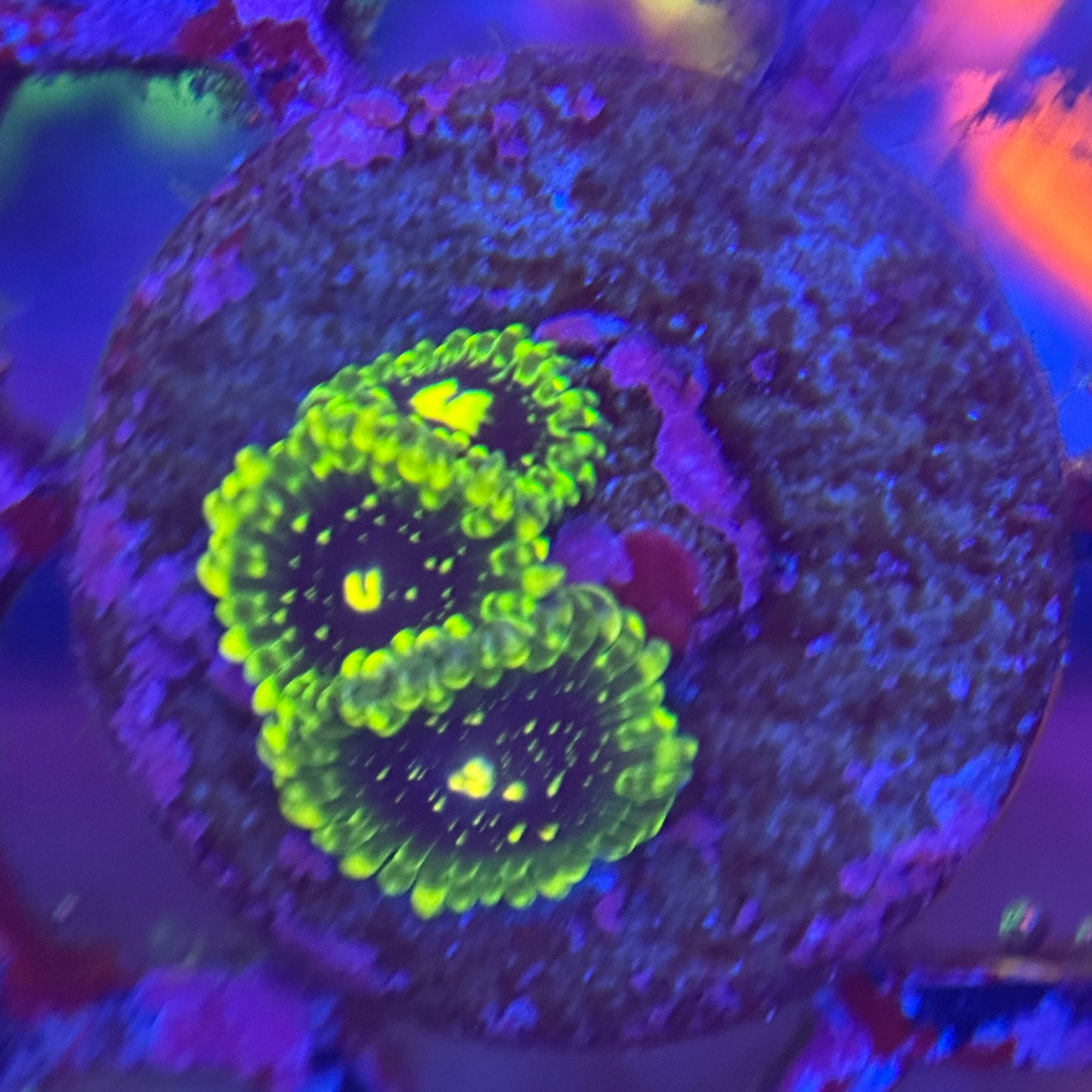 Exosphere Zoa