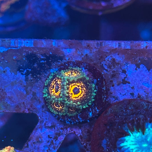 Ultimate Space Monster Zoa