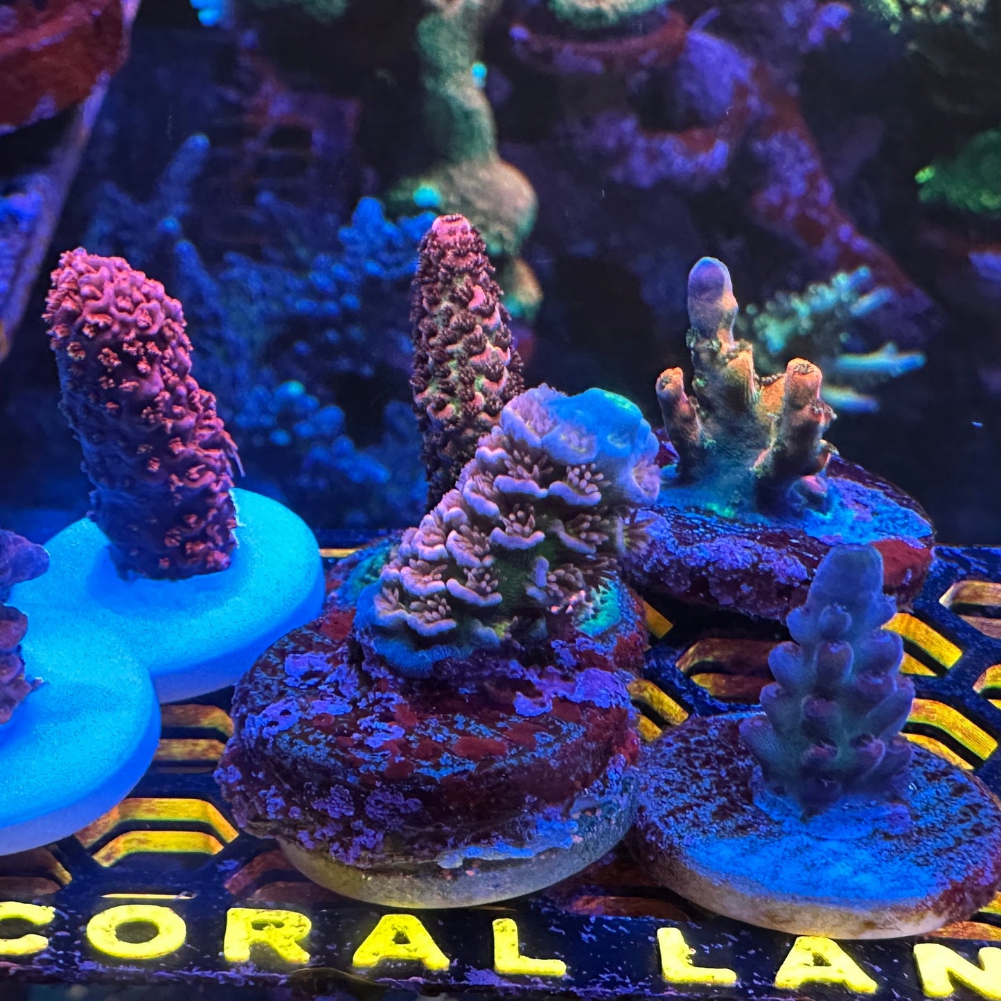 SPS Frags